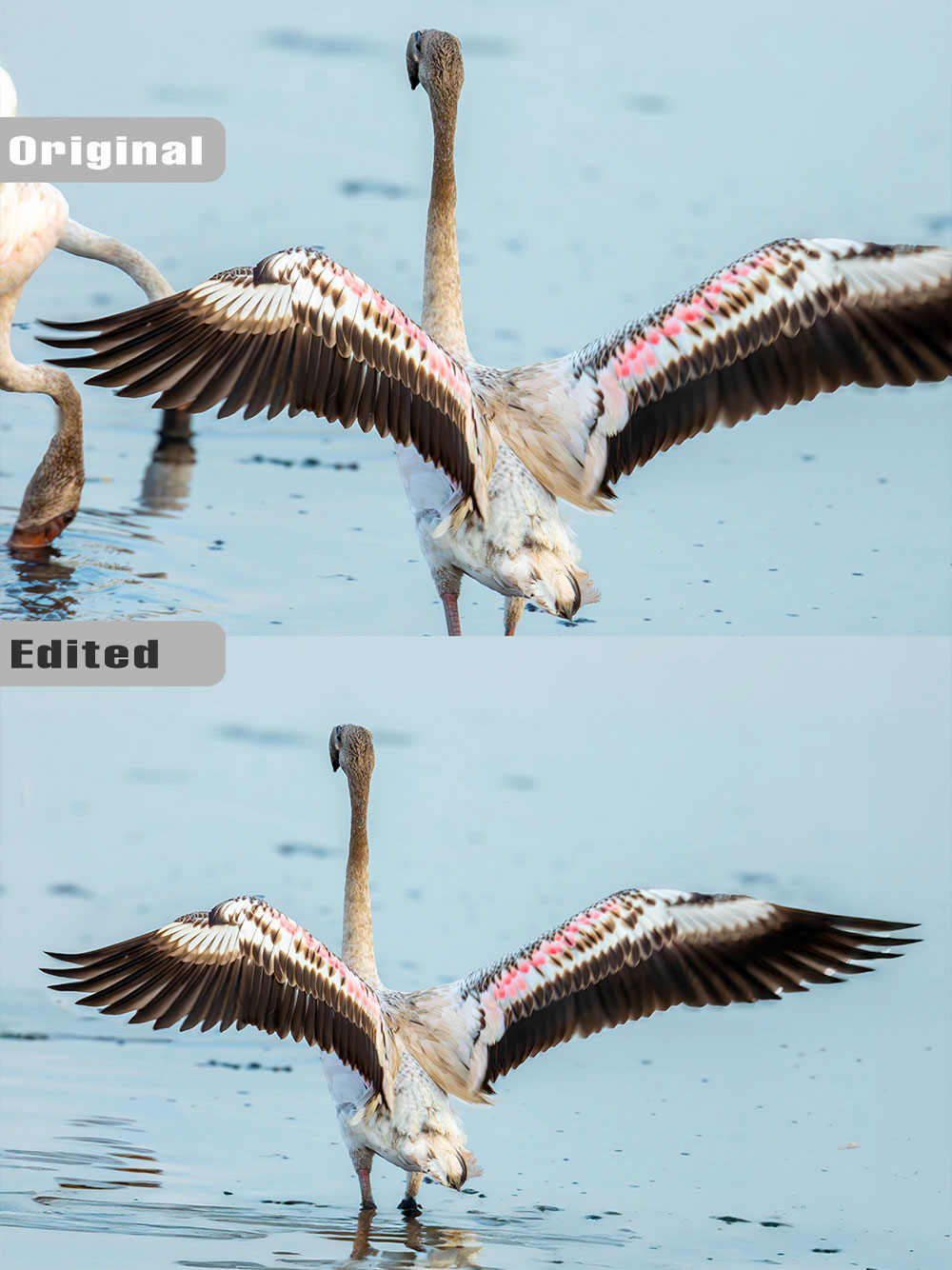 Wing re-creation of a flamingo