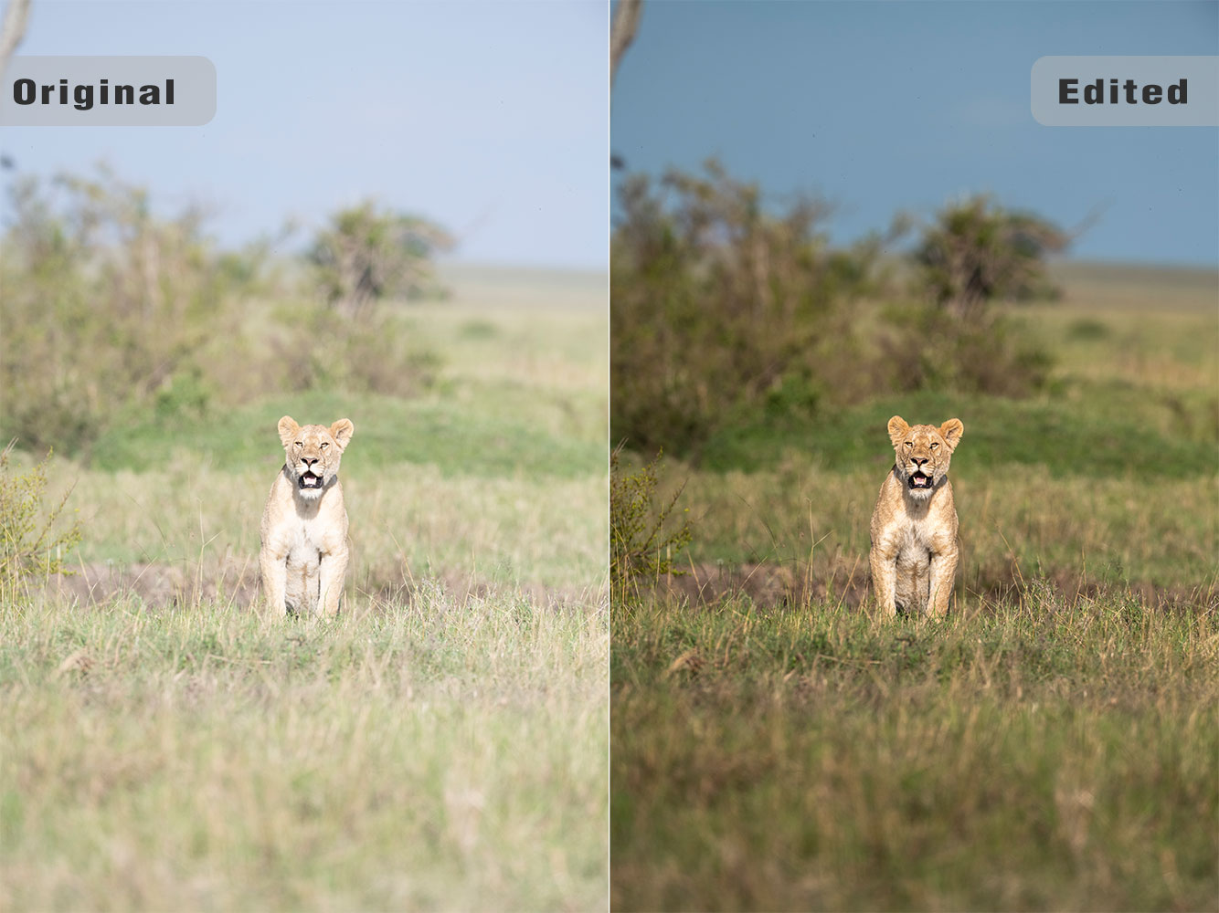 Advanced Colour correction of a lion photo