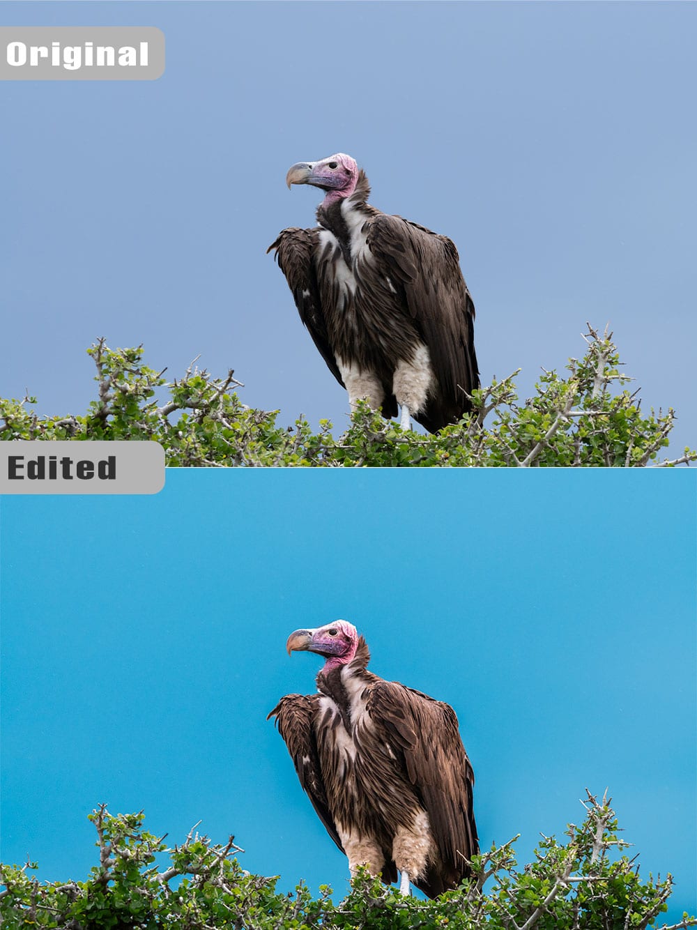 Colour correction of a vulture photograph