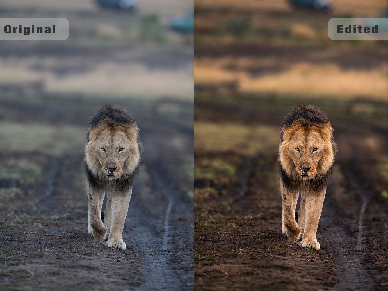 Colour correction of a lion photo at Masai Mara